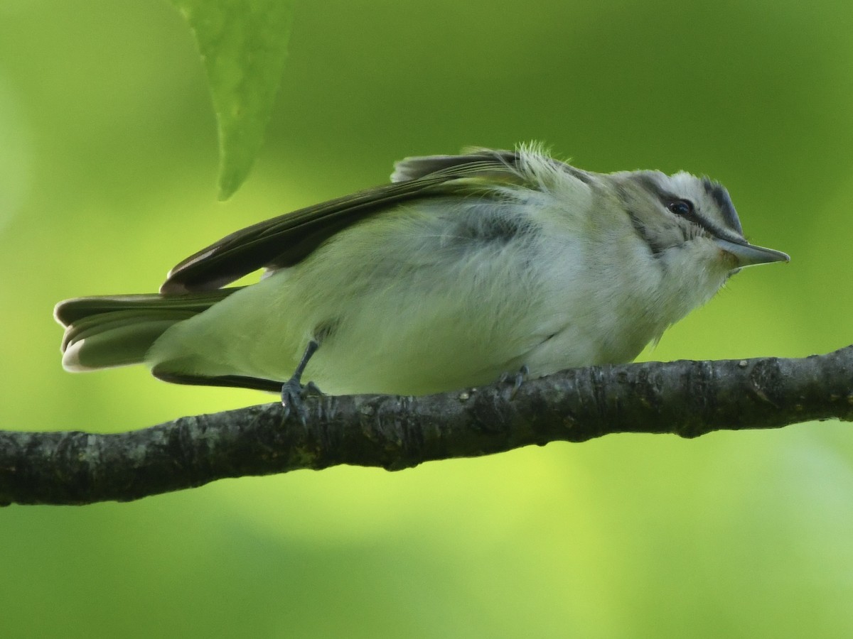 Kızıl Gözlü Vireo - ML583046781