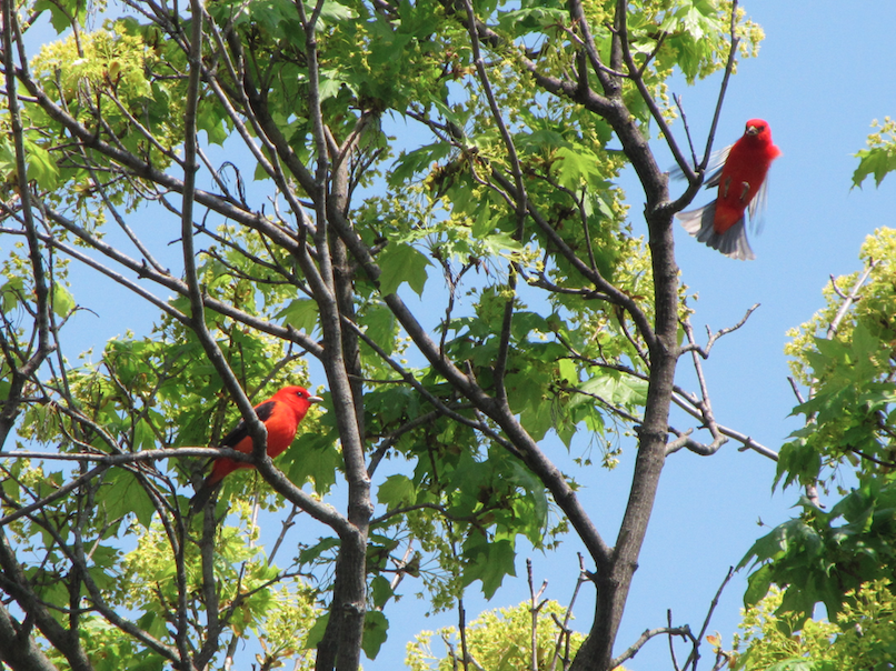 Scarlet Tanager - Taryn Lourie