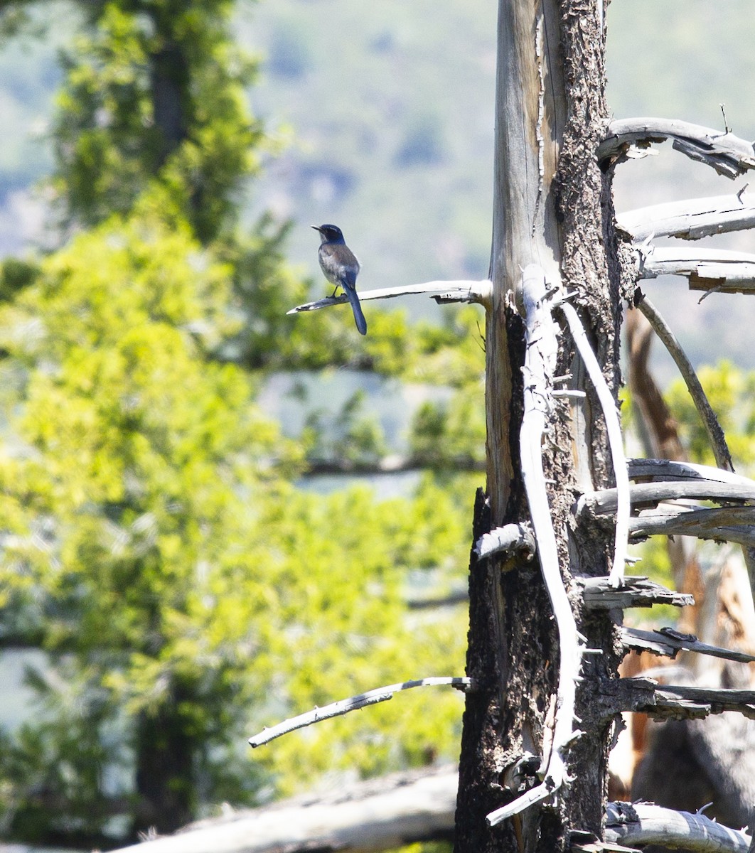 California Scrub-Jay - Audrey E.