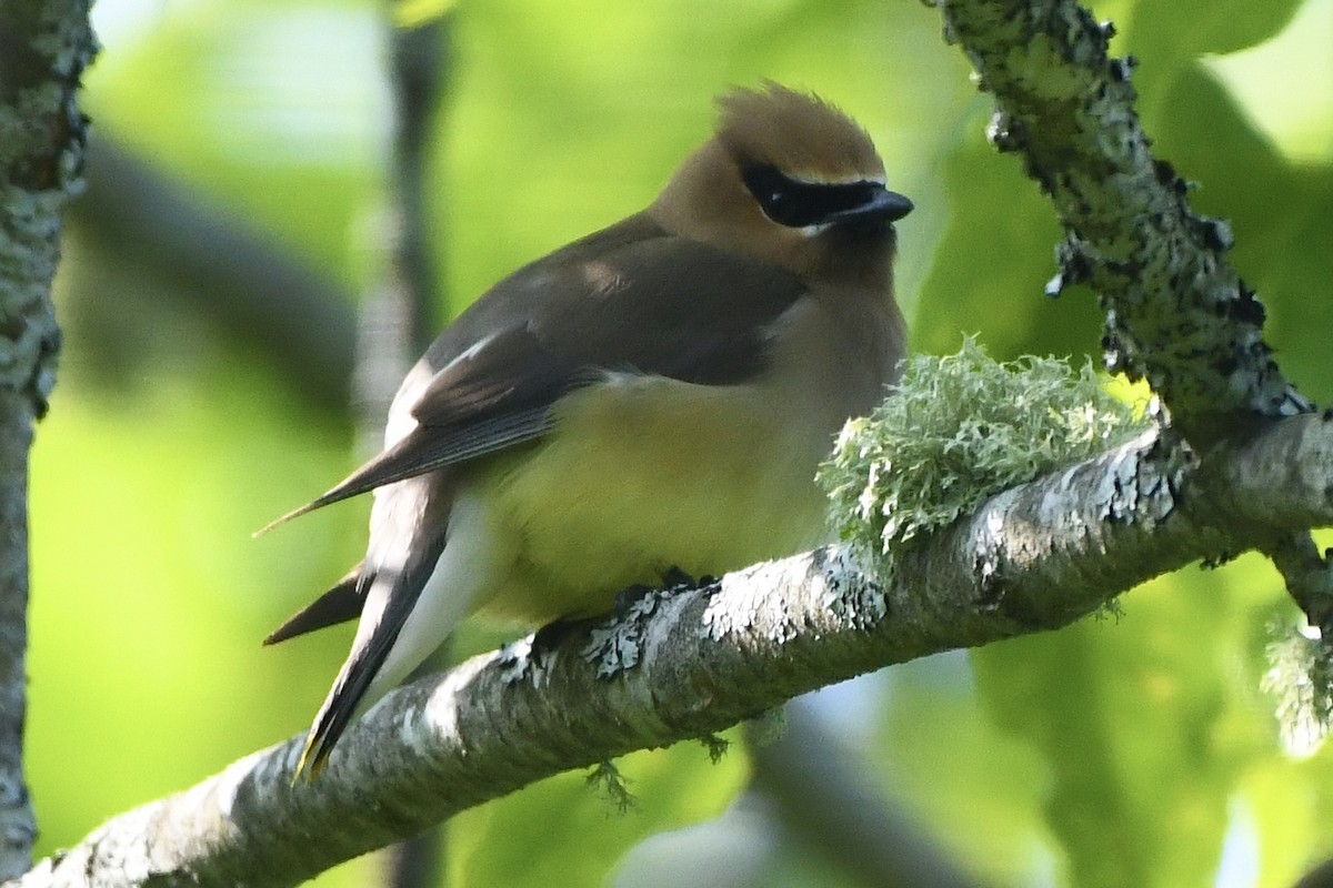 Cedar Waxwing - ML583047331