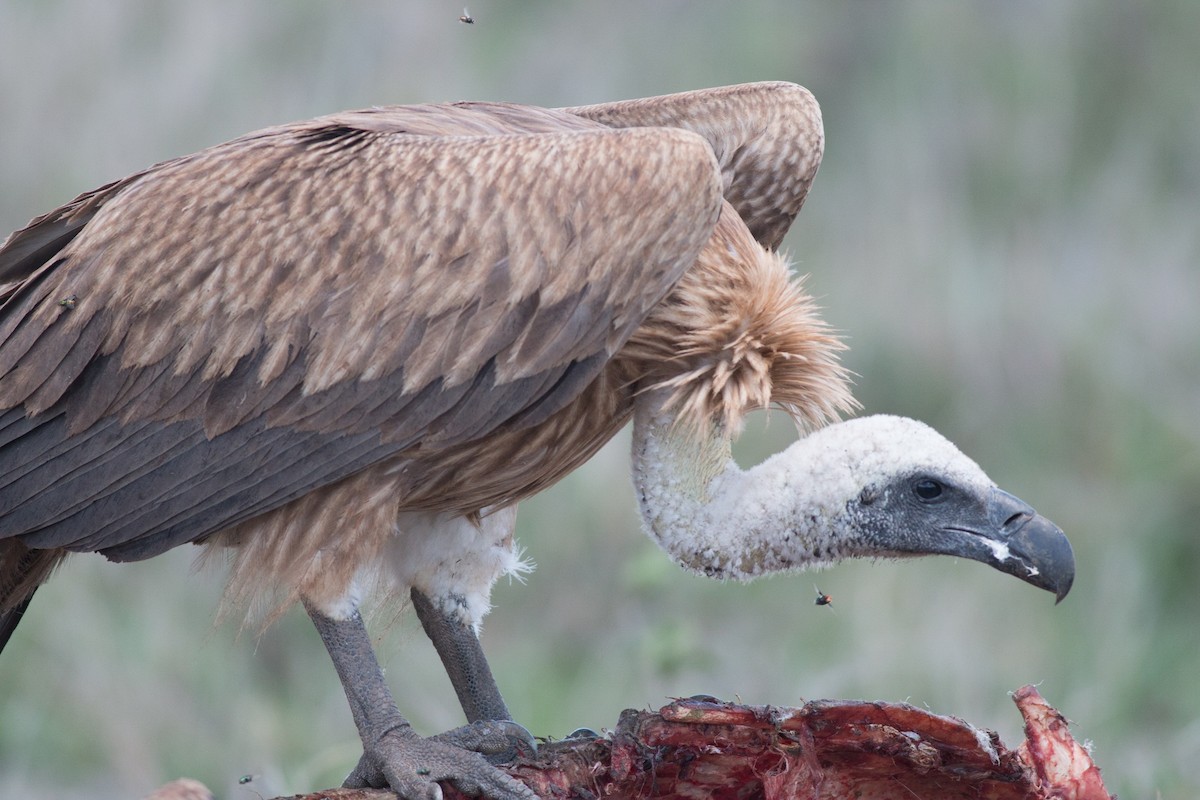 White-backed Vulture - ML58304761