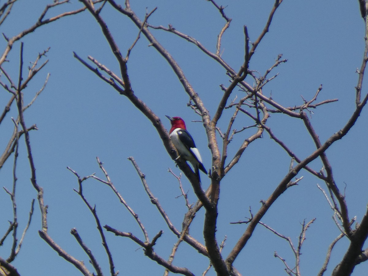 Red-headed Woodpecker - Ned Wallace & Janet Rogers