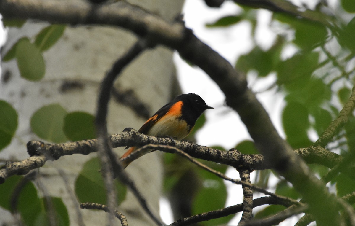 American Redstart - John Saxer