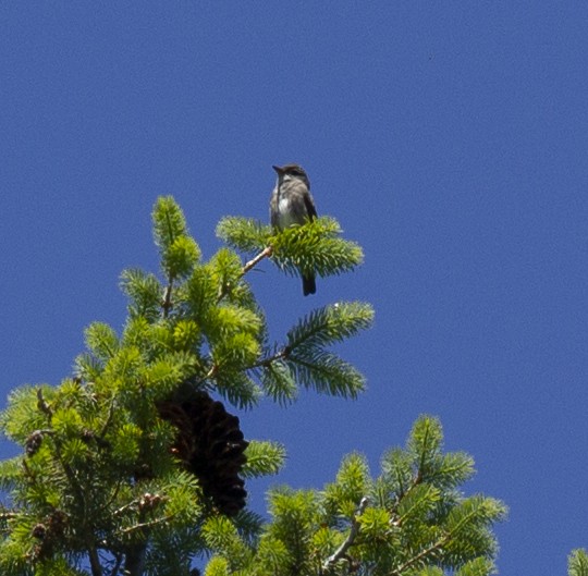 Olive-sided Flycatcher - ML583048171