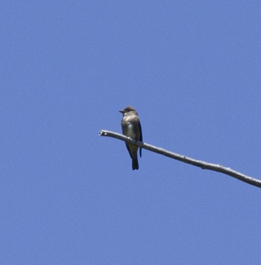 Olive-sided Flycatcher - Audrey E.