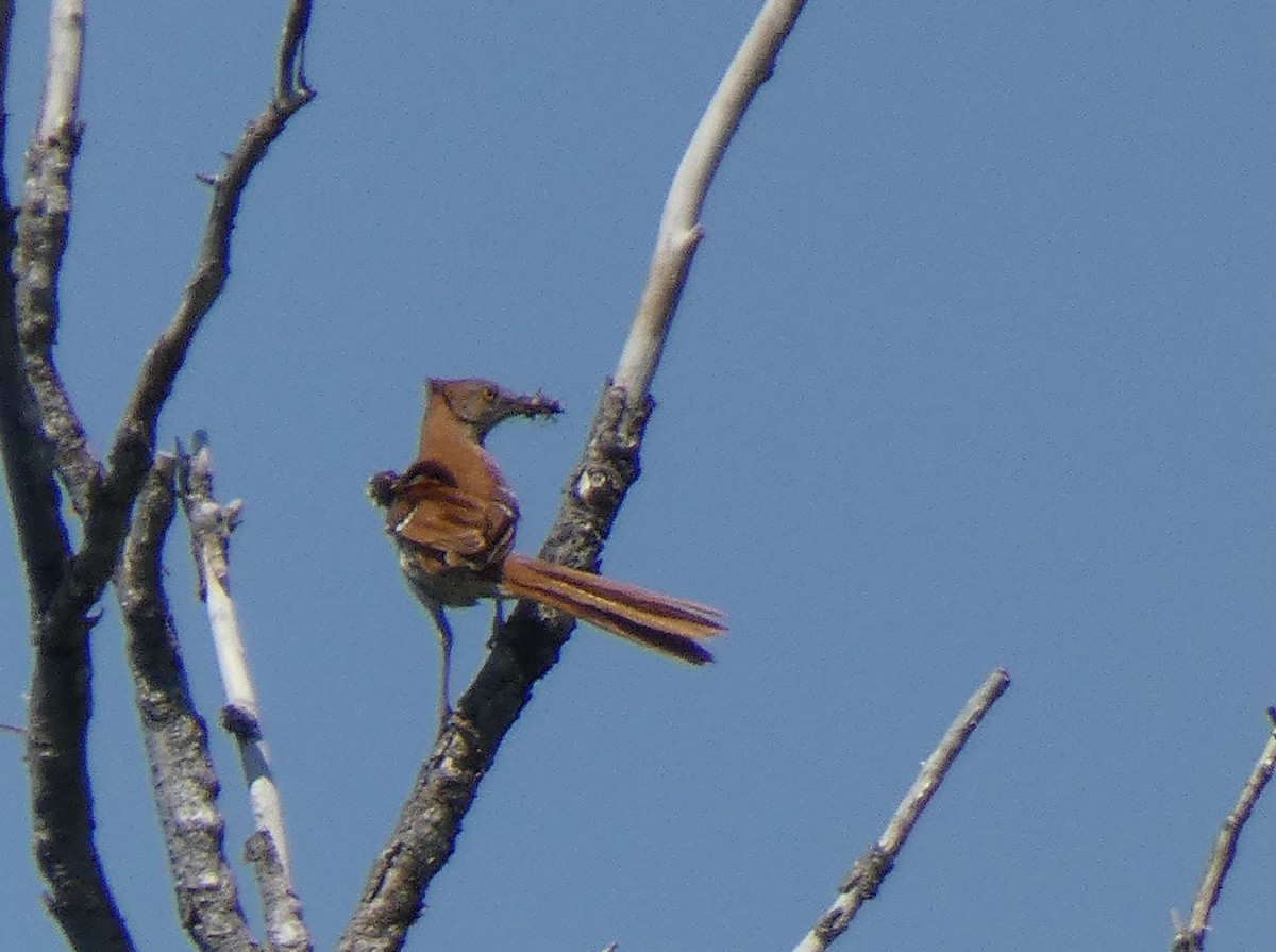 Brown Thrasher - Ned Wallace & Janet Rogers