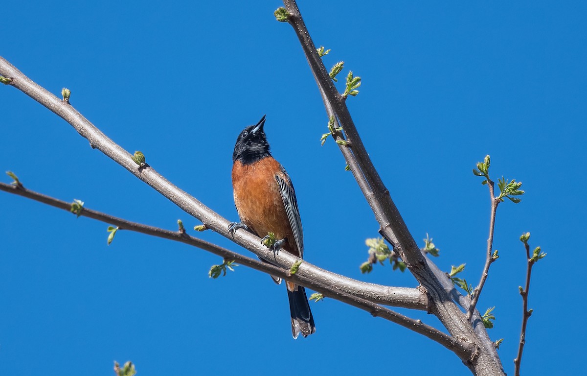 Orchard Oriole - ML583048511