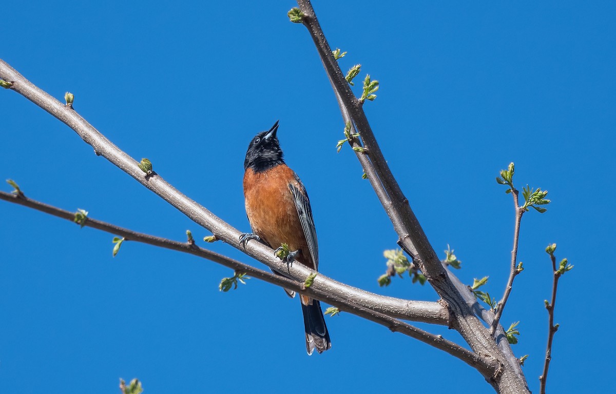 Orchard Oriole - Sandy Podulka