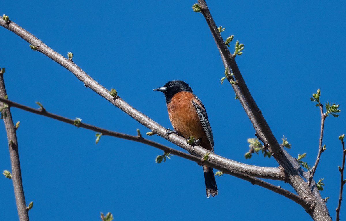 Orchard Oriole - ML583048521