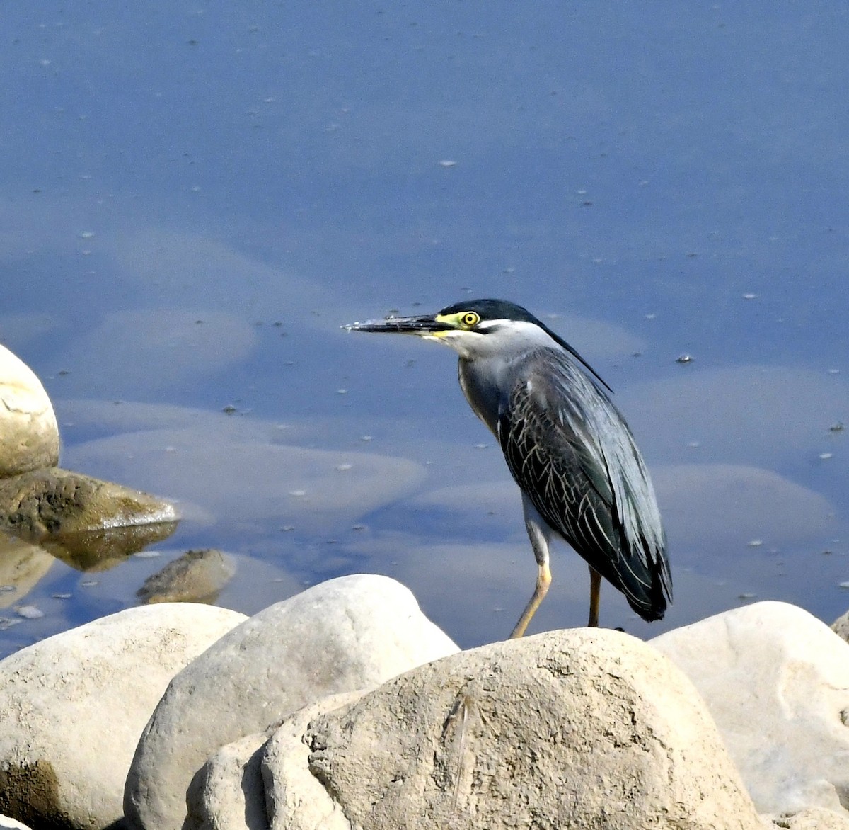 Striated Heron - ML583049301