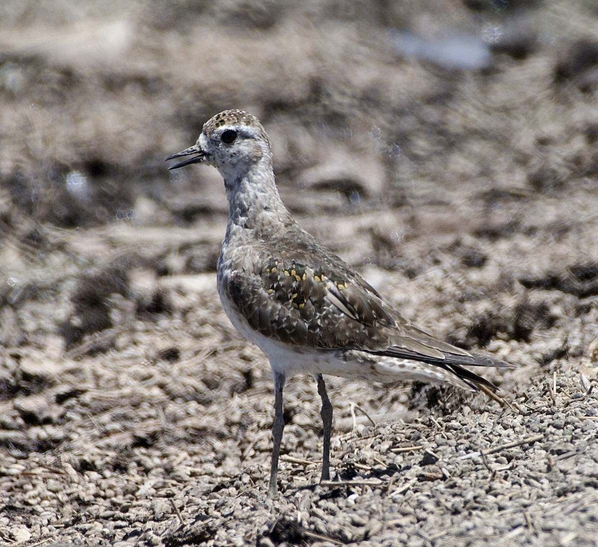 American Golden-Plover - Tim DeJonghe