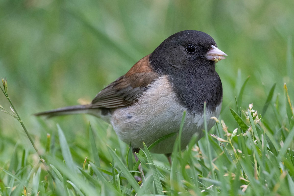 Dark-eyed Junco - Carl Bergstrom