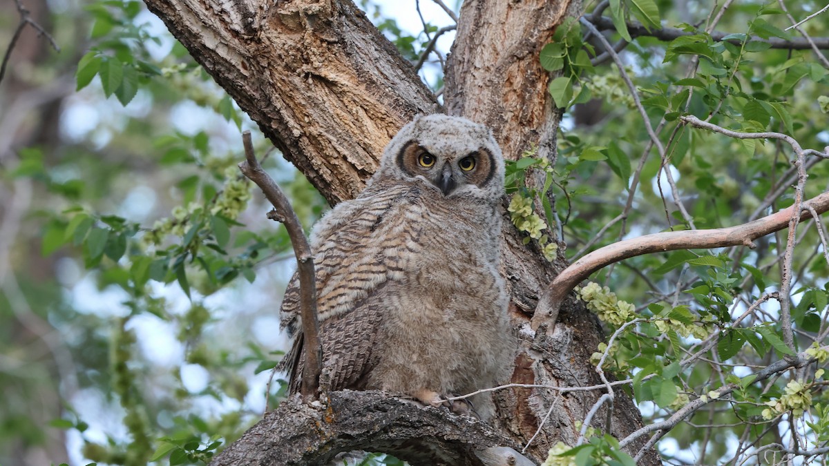 Great Horned Owl - ML583050111