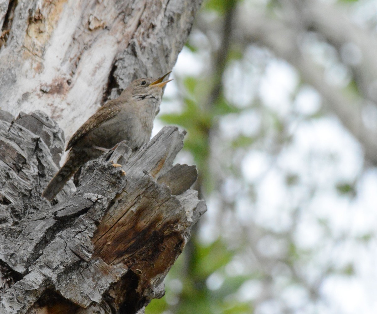 House Wren - ML58305051