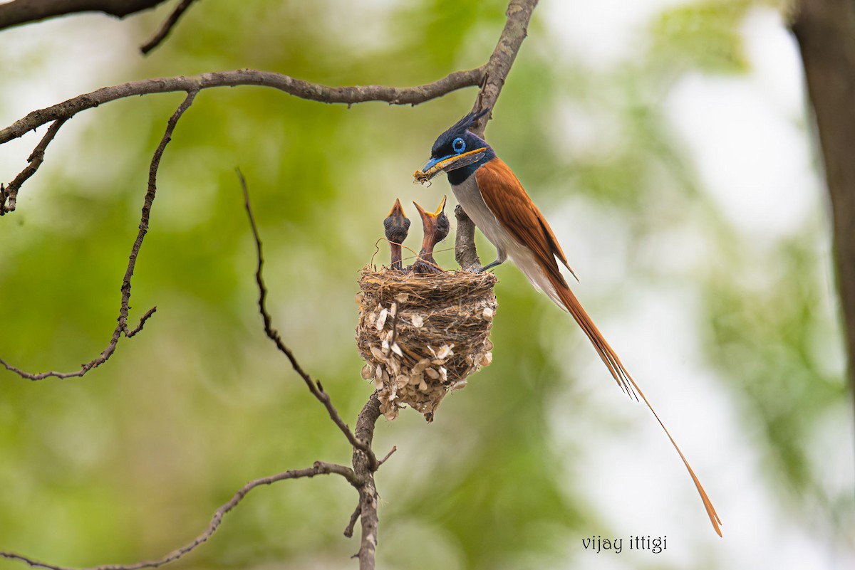 Indian Paradise-Flycatcher - Vijay  Ittigi
