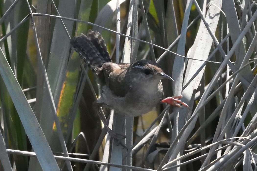 Marsh Wren (griseus) - Dave DeReamus