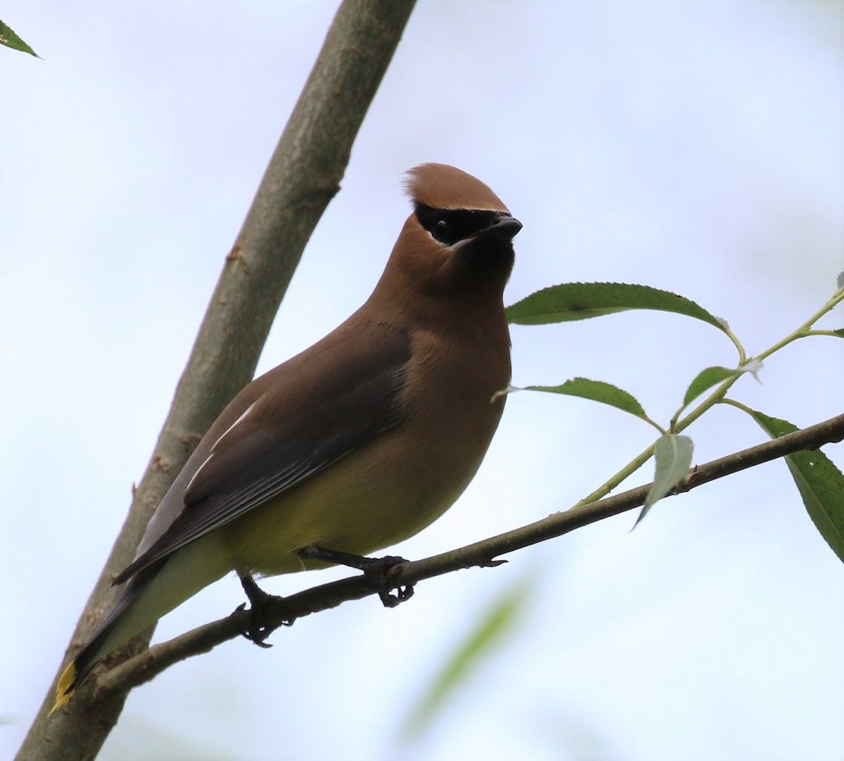 Cedar Waxwing - ML583053311