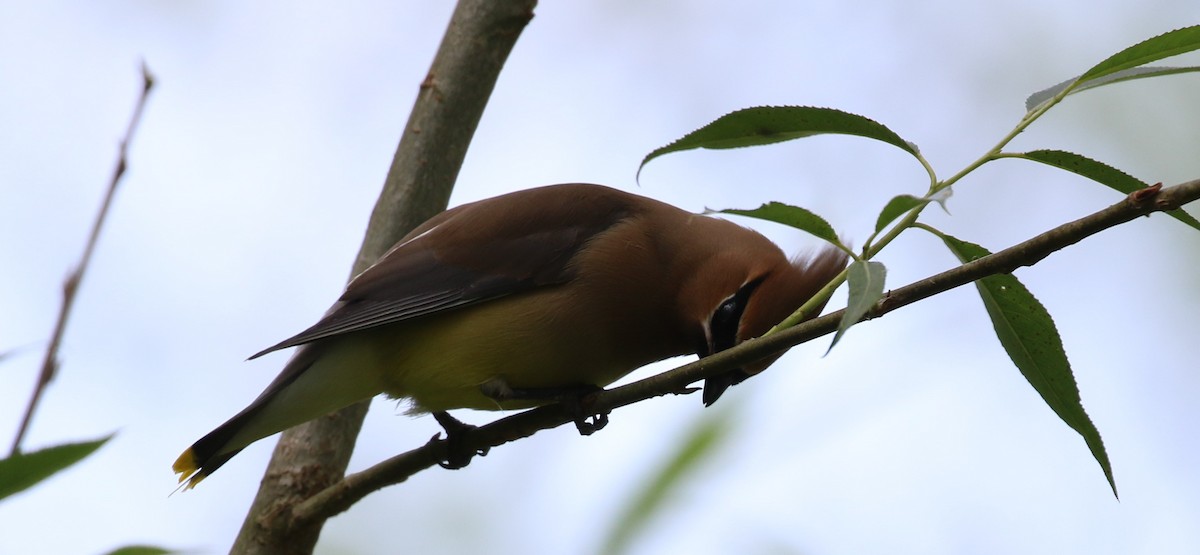 Cedar Waxwing - ML583053341