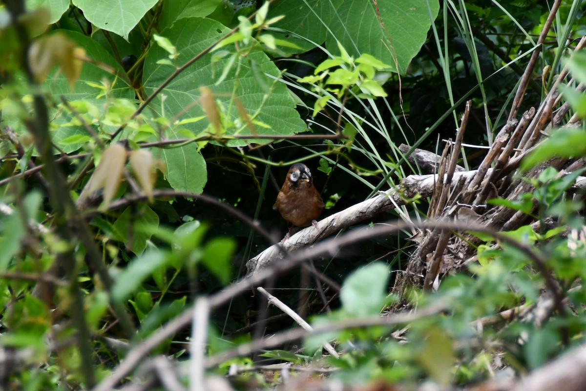 Moustached Laughingthrush - 嘉欣 刘