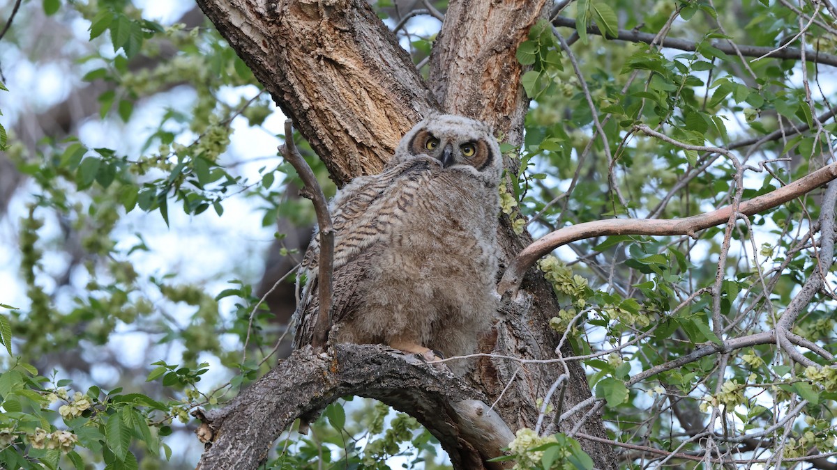 Great Horned Owl - ML583053921