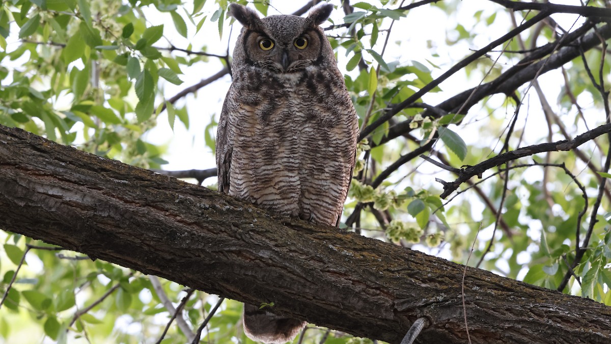 Great Horned Owl - ML583053951