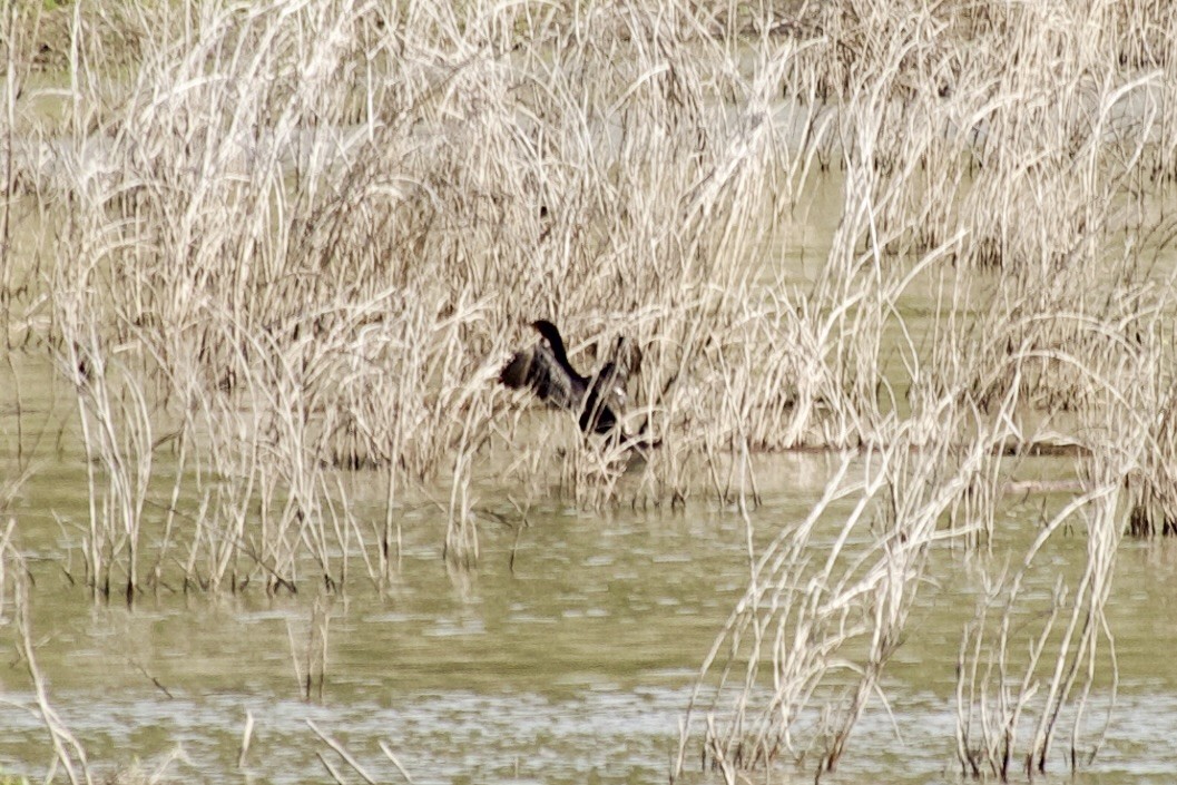 Double-crested Cormorant - ML583054061