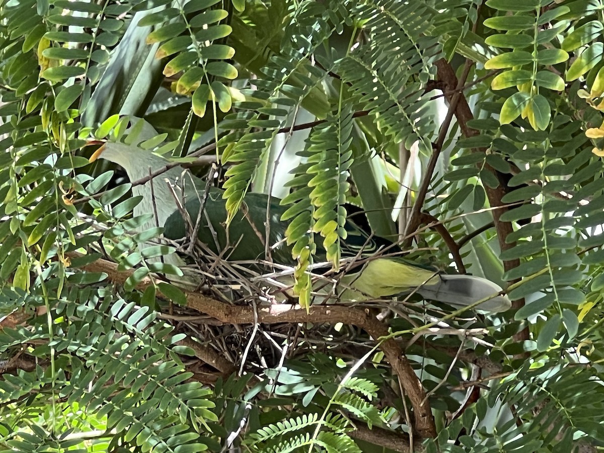 Makatea Fruit-Dove - ML583055281