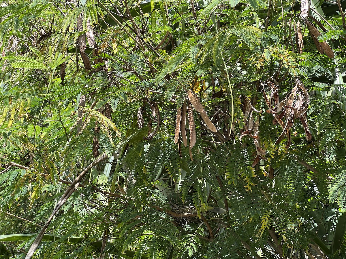 Makatea Fruit-Dove - ML583055291