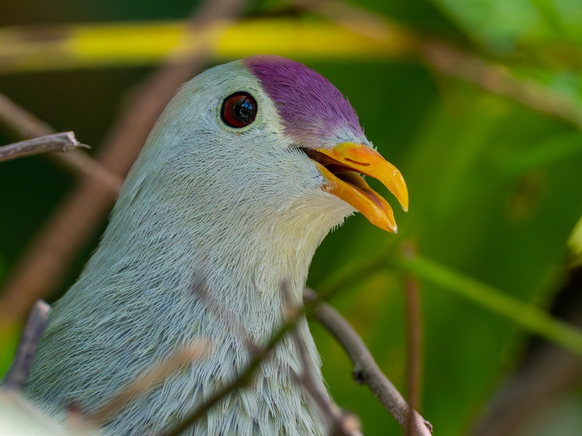 Makatea Fruit-Dove - ML583055311