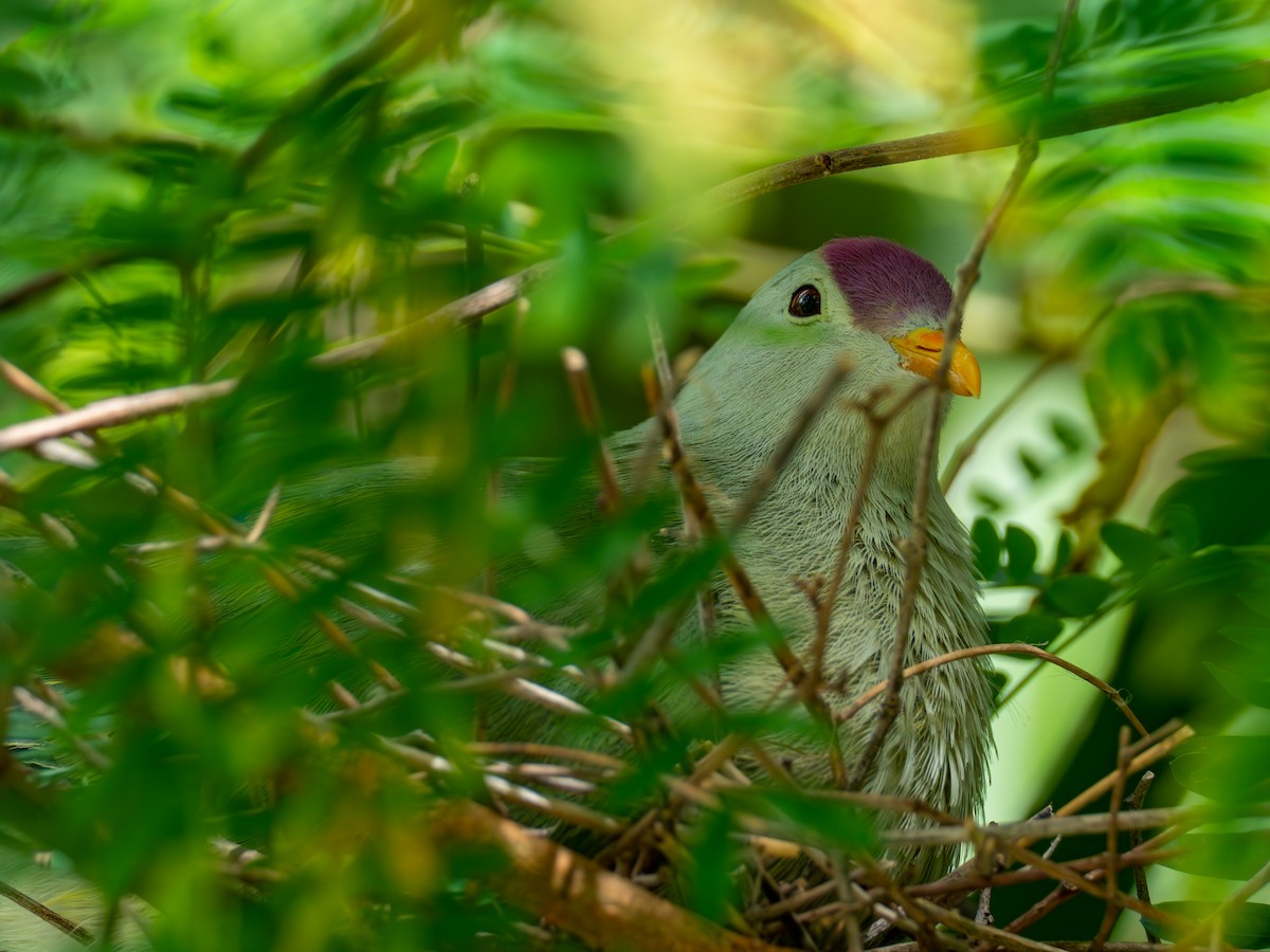 Makatea Fruit-Dove - ML583055321