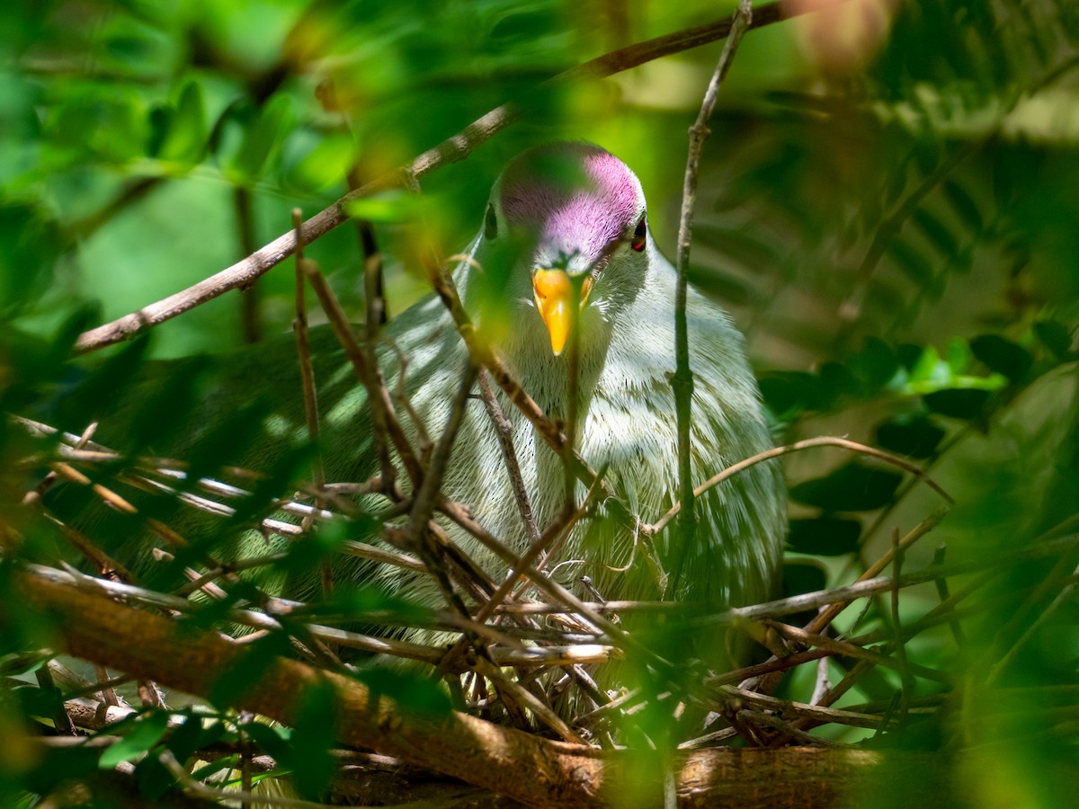 Makatea Fruit-Dove - ML583055331