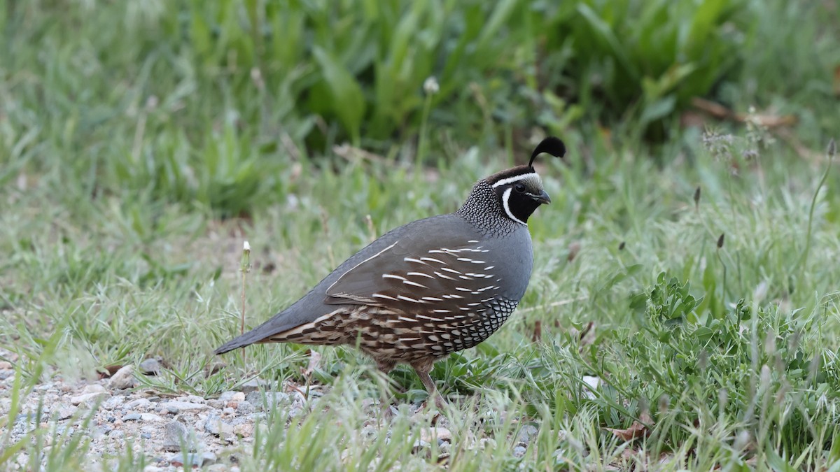 California Quail - ML583055371