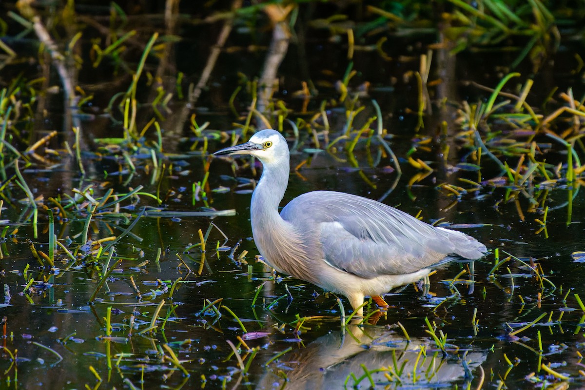 White-faced Heron - ML583055401