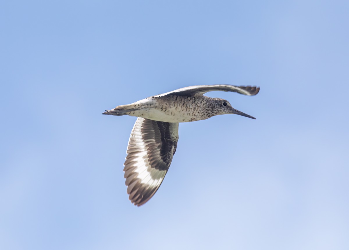 Willet - ML583055501