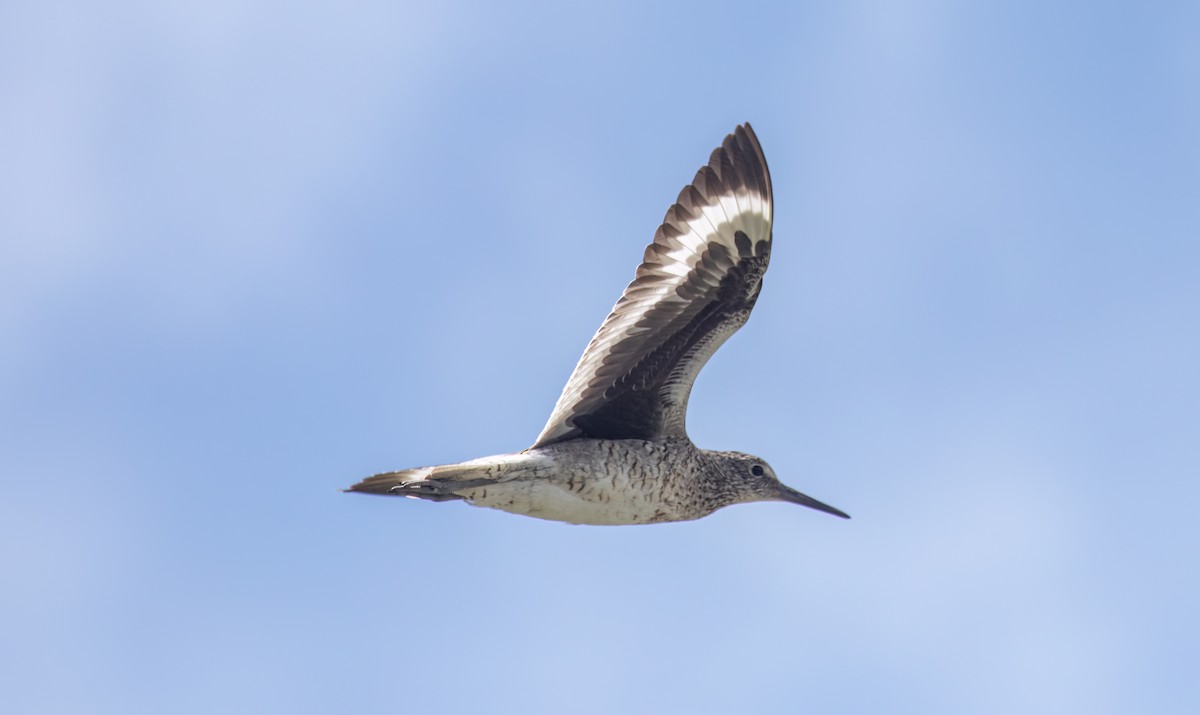 Willet - ML583055511