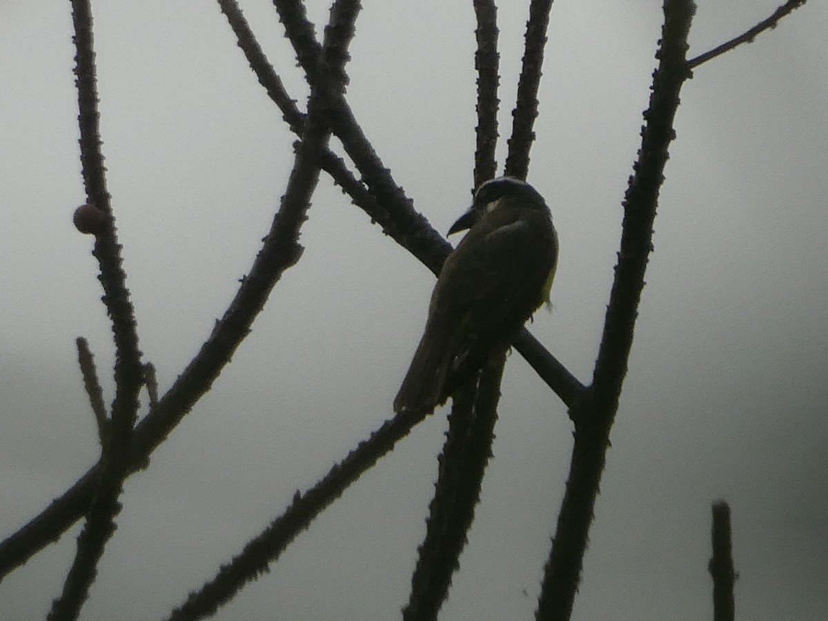 Boat-billed Flycatcher - ML583055681