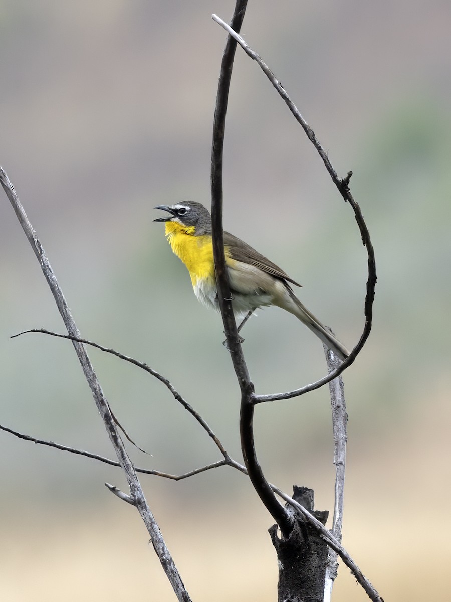 Yellow-breasted Chat - ML583055871