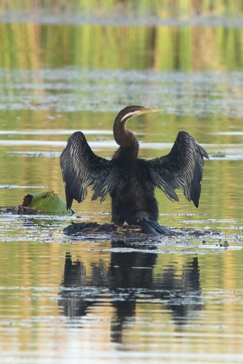 Austral-Schlangenhalsvogel - ML583056161