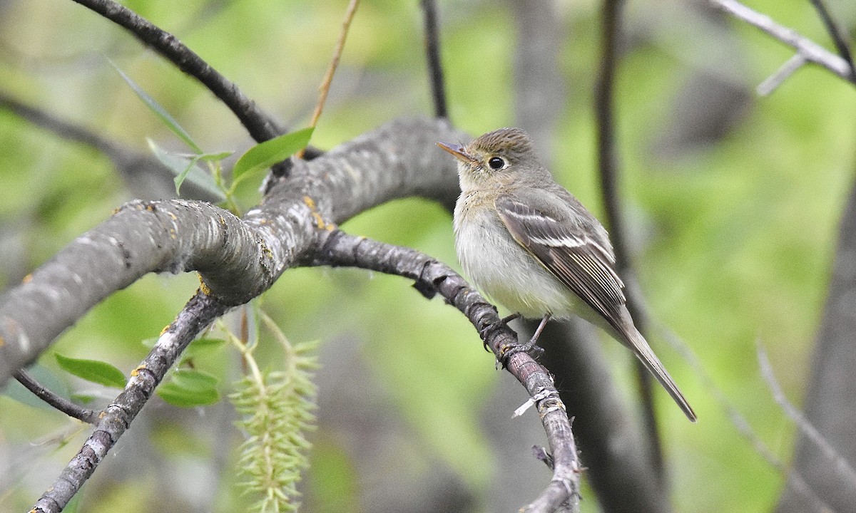 Western Flycatcher (Pacific-slope) - ML583056341