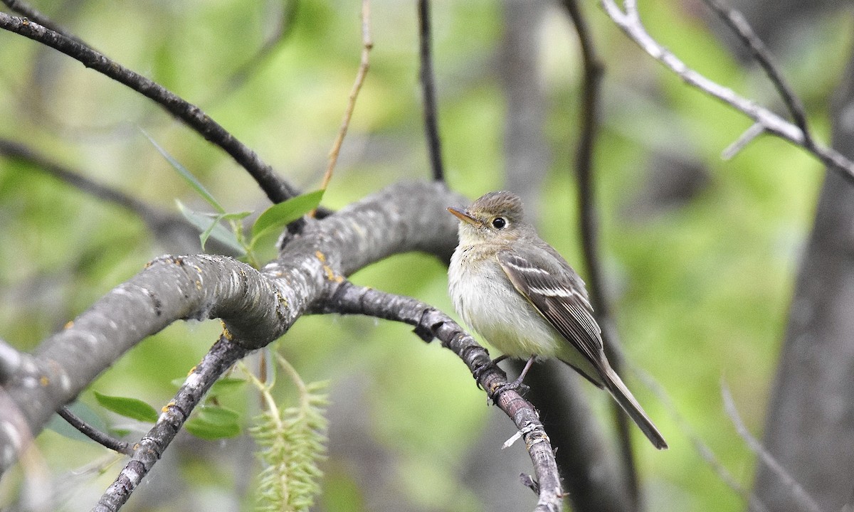 Western Flycatcher (Pacific-slope) - ML583056351