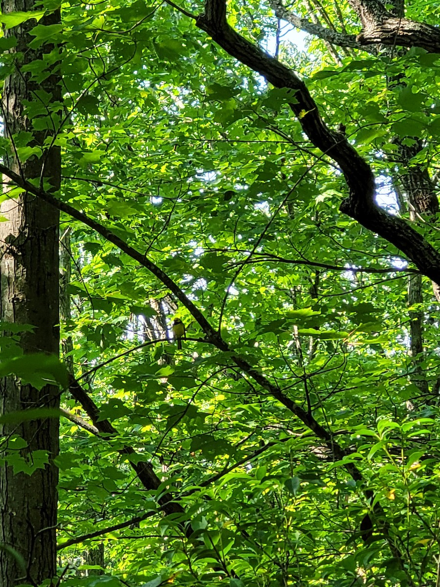 Hooded Warbler - ML583056531
