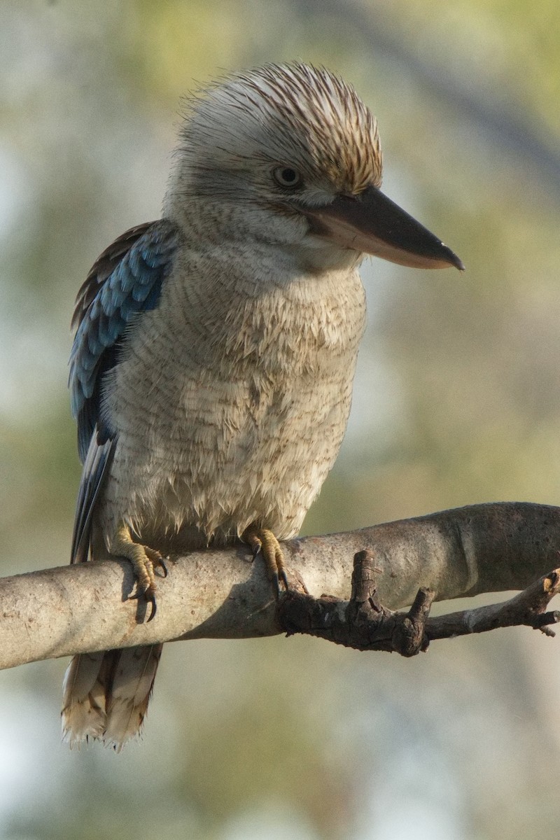 Martin-chasseur à ailes bleues - ML583056541