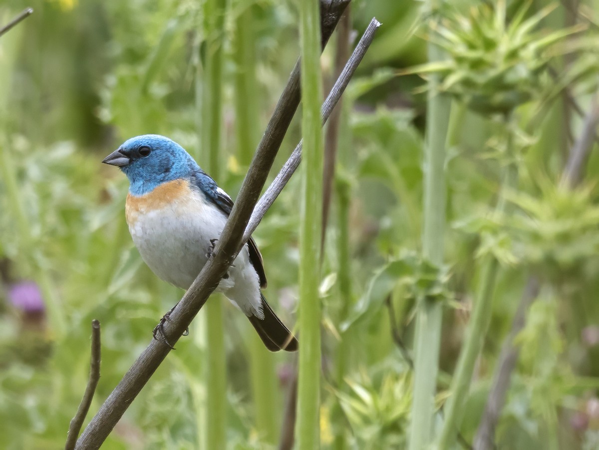 Lazuli Bunting - ML583057241