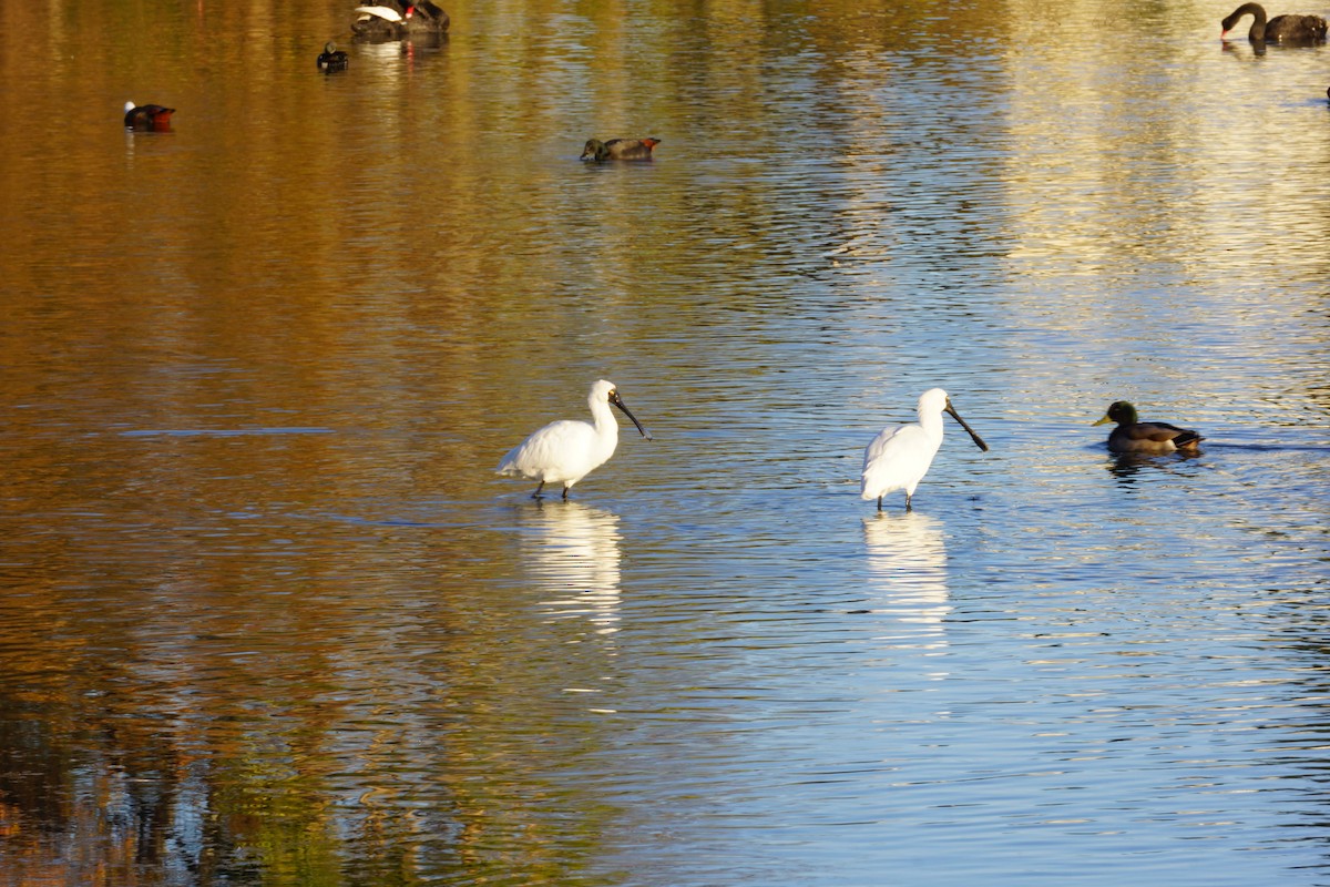 Royal Spoonbill - ML583057641