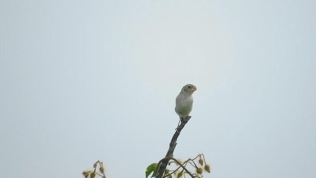 Parrot-billed Seedeater - ML583057821