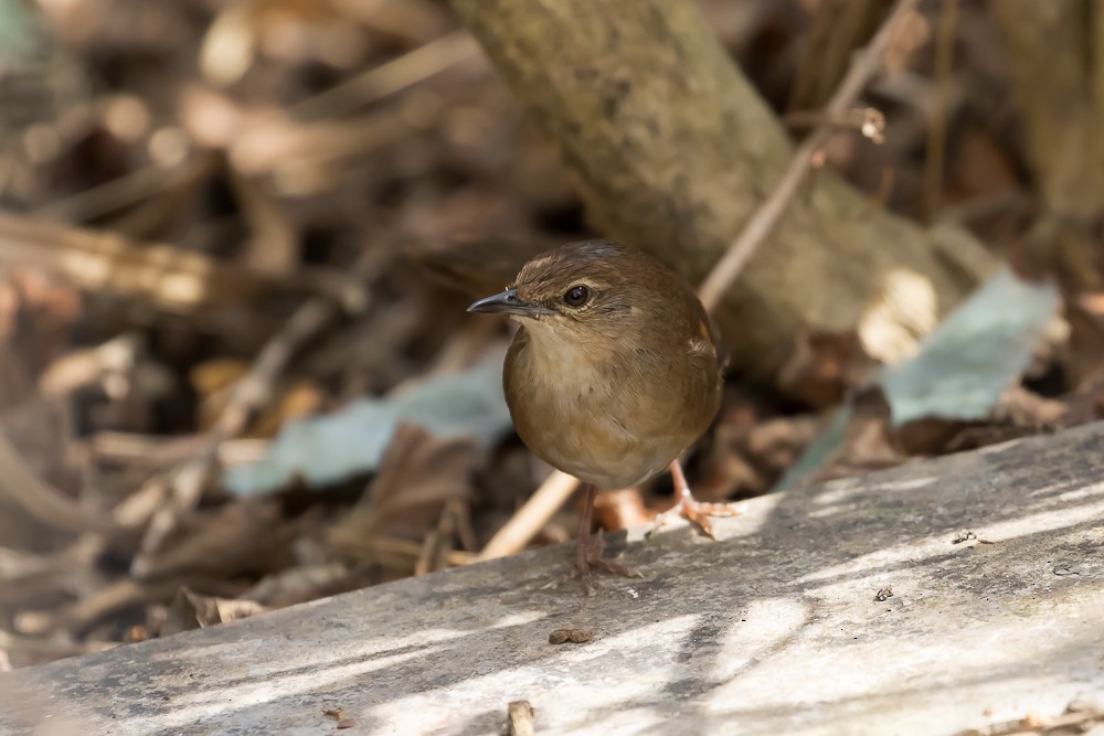 Dalat Bush Warbler - Otto Samwald