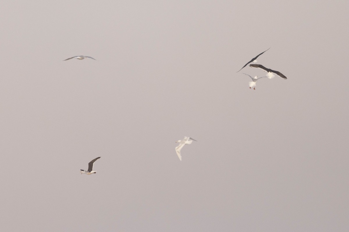 Slaty-backed Gull - ML583059171