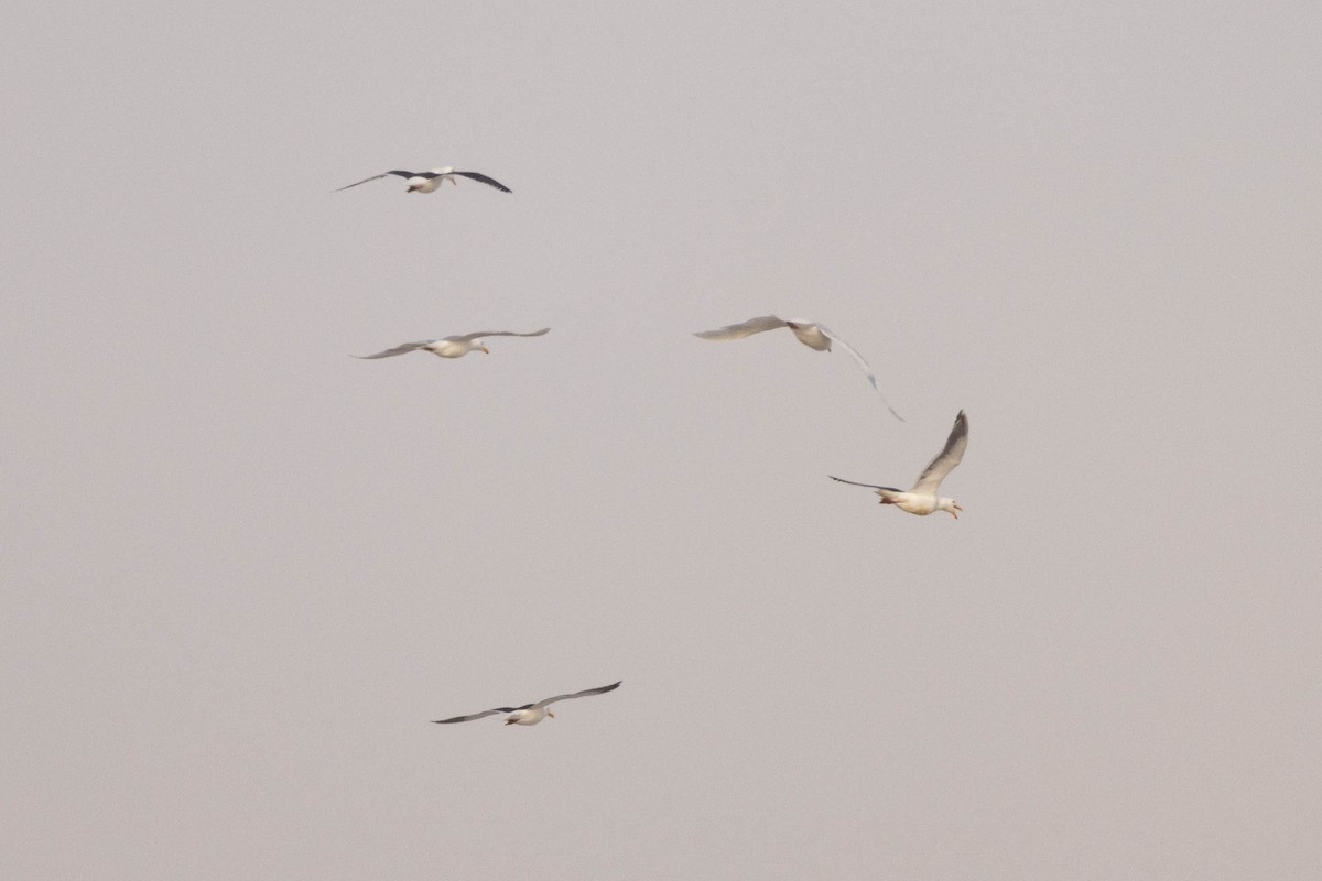 Gaviota de Kamchatka - ML583059181