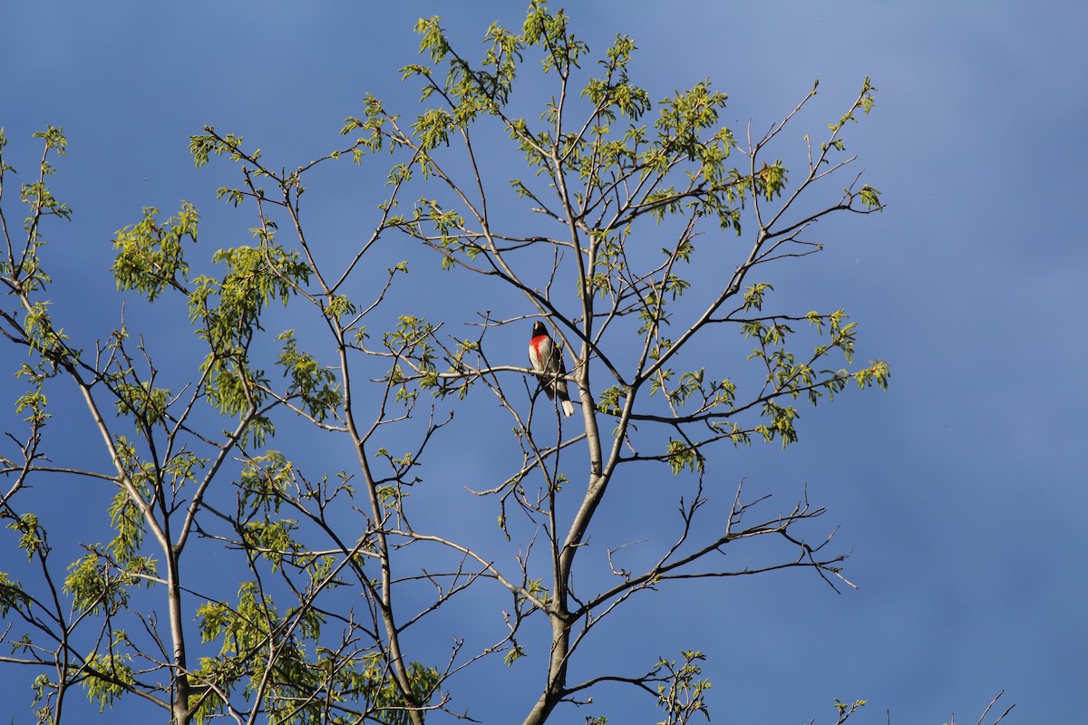 Rose-breasted Grosbeak - Austin Loewen