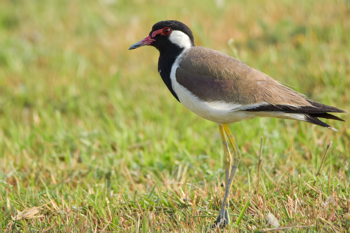Red-wattled Lapwing - Madhur Upadhayay